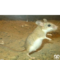 گونه همستر دم‌ دراز البرزی Calomyscus elburzensis